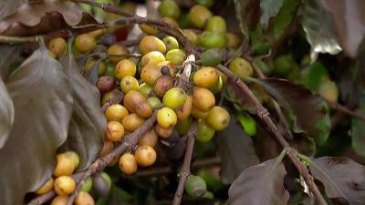 Semana de lives para produtores rurais aborda as consequncias e solues para a geada no caf