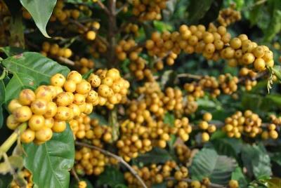 EPAMIG e Cooxup promovem dias de campo sobre cafeicultura