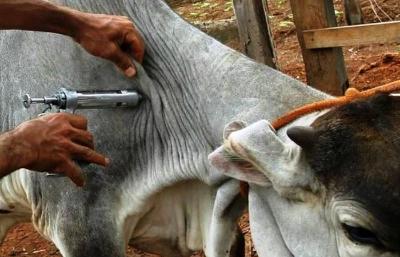 Primeira etapa da imunizao contra a febre aftosa em Minas termina na tera-feira