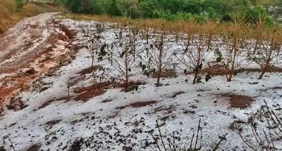 Produtores rurais atingidos pela chuva de granizo devem procurar ajuda tcnica