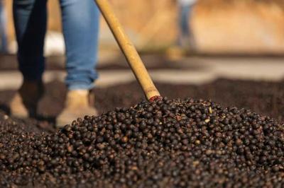 Cooxup desenvolve programa para garantir a sustentabilidade e padronizao do caf perante o mercado