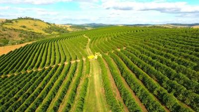 Quase vinte mil cafeicultores brasileiros tero acesso a seguro rural 