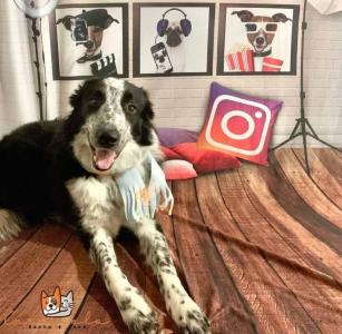 Proprietrios procuram border collie que sumiu do Jardim Nova Orqudea