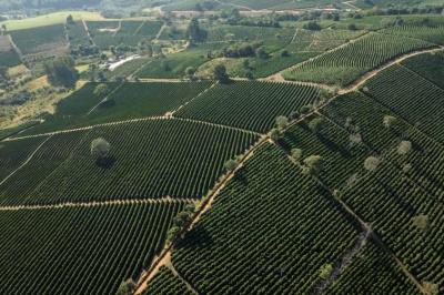 Sebrae e associao com cafeicultores de Guaxup e regio querem valorizar a origem produtora 