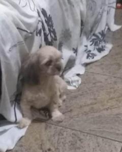 Ajudem na busca pelo paradeiro da cachorrinha 