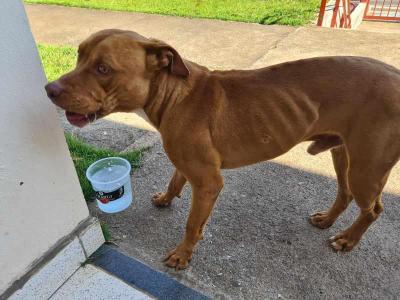 ATENO: Pitbull perdido na sede do Corpo de Bombeiros de Guaxup