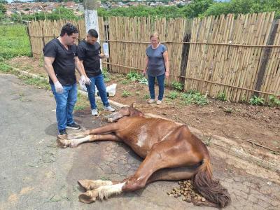 Cavalo agonizante da Vila Progresso foi submetido ao processo de eutansia