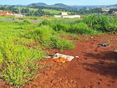 Cachorro doente que foi abandonado no 