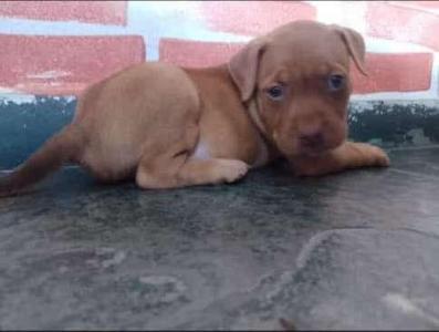 Mestios de pitbulls disponveis para adoo em Guaxup