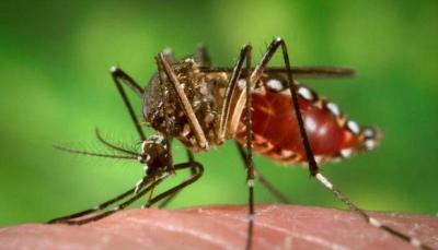 Profissionais da Sade tero curso on-line gratuito para atualizao em dengue, zika, chikungunya e febre amarela