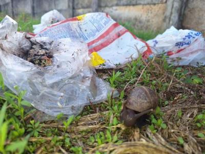 Moradores da Vila Campanha preocupados com surgimento de Caramujos Gigantes Africanos