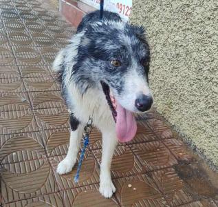 EM GUAXUP: Esse border collie  seu?