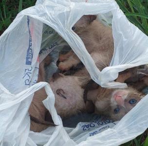 Cuidadora de animais resgata filhotes de gato em lixeira do Bairro Taboo