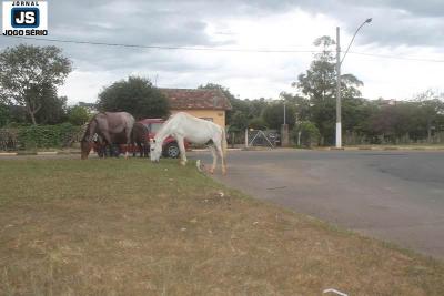 Animais soltos em plena rea central de Guaxup