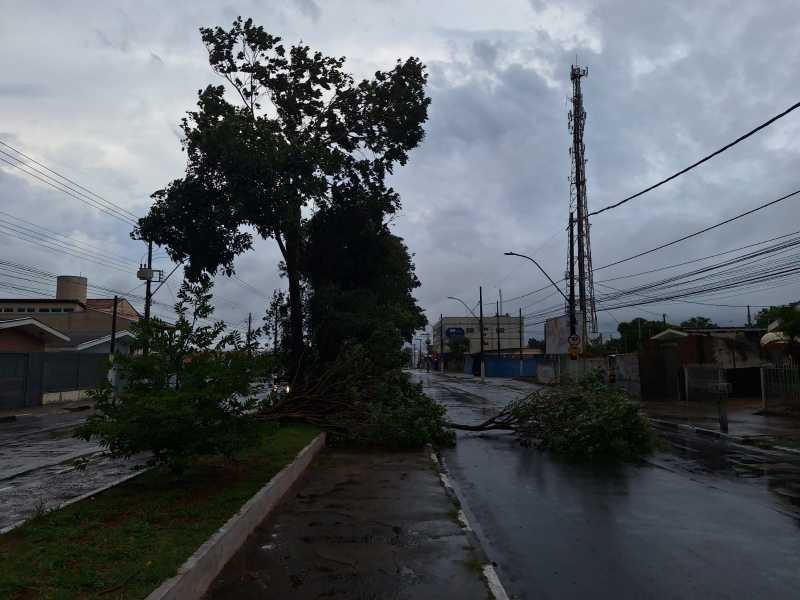 Vendaval arranca rvores em diferentes pontos de Guaxup