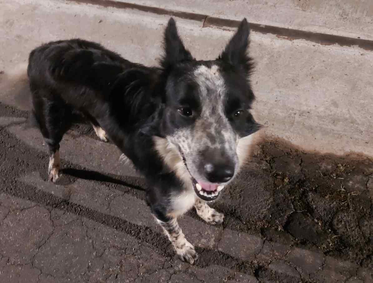 ATEN��O: Cachorra perdida no Bairro Catetos