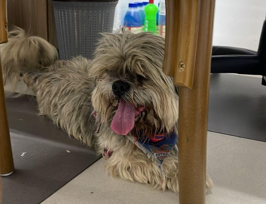 Cachorrinho de estimao perdido na loja Floriana do So Joo Supermercados