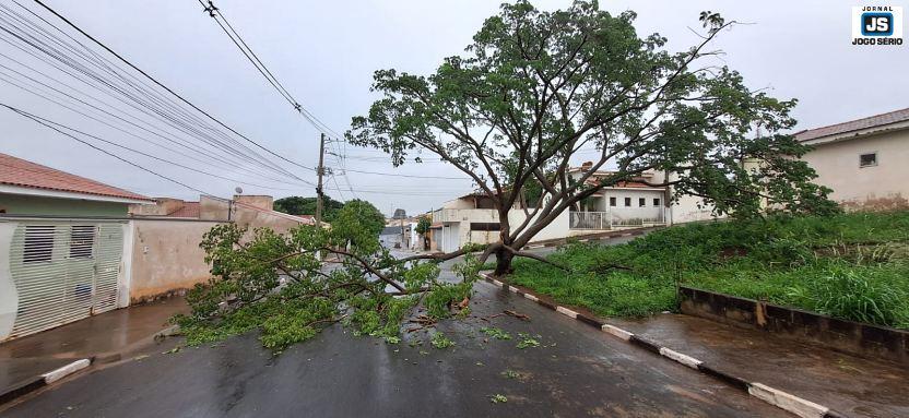 Queda de galhos provoca interdi��o de via p�blica em Guaxup�