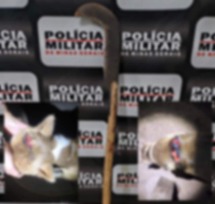 PMs prendem casal ap�s graves maus tratos contra cachorro no Sudoeste mineiro 