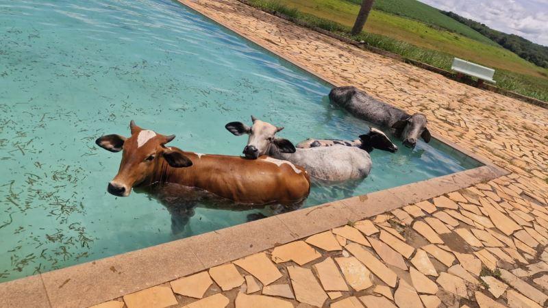 Quatro vacas s�o resgatadas ap�s ca�rem em piscina de clube �s margens da Represa de Furnas, em Alfenas