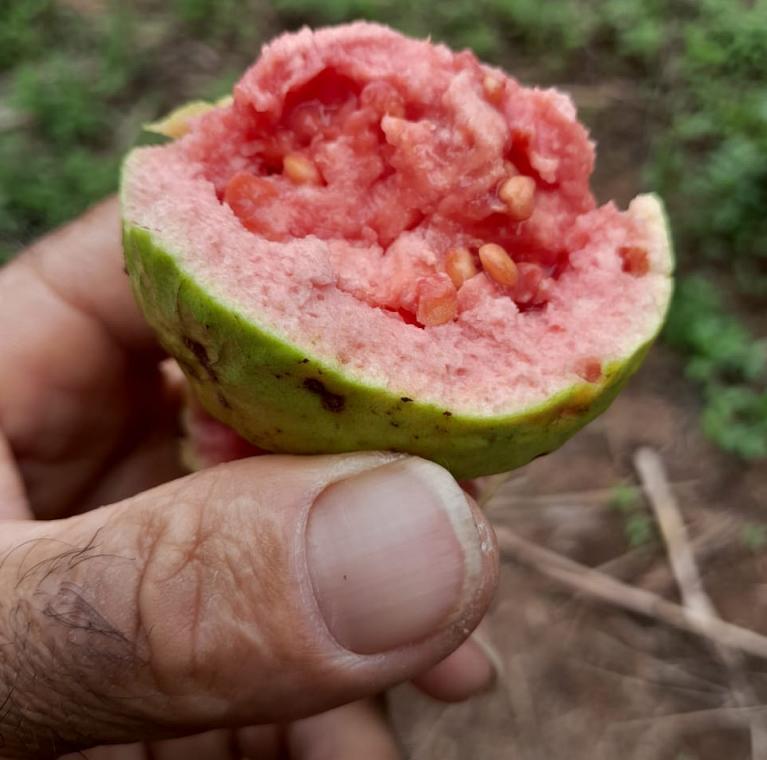 Volunt�rio exibe com orgulho frutos do pomar cultivado em �rea �s margens do Anel Vi�rio 
