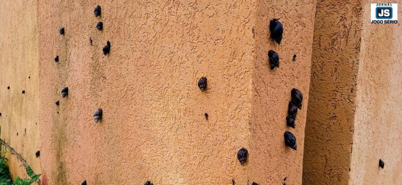 Moradores denunciam prolifera��o de caramujos africanos no Jardim Rosana 