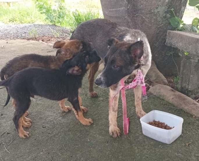Moradores da Vila Campanha apiedados com cachorra e filhotes em situa��o de rua