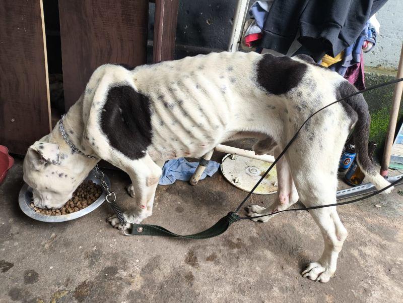 Casal � preso por maus-tratos a animal em Arceburgo