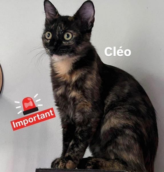 Moradora pede ajuda para encontrar gata desaparecida pr�ximo � Igreja S�o Jos� Oper�rio, em Guaxup�