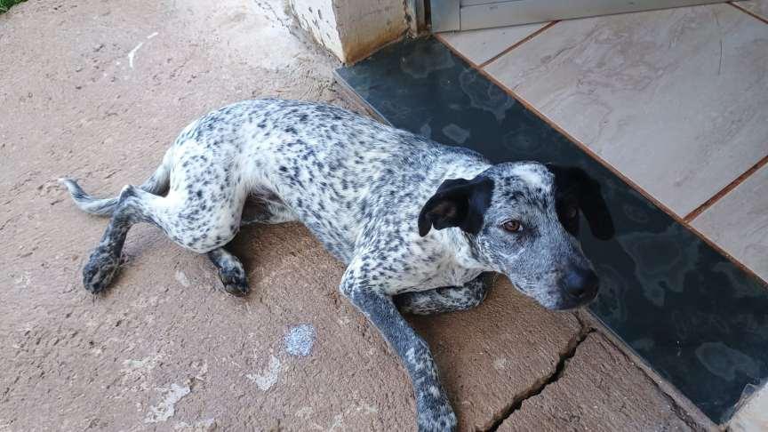 Fam�lia do Residencial Vale Verde procura tutores respons�veis para c�o v�tima de abandono