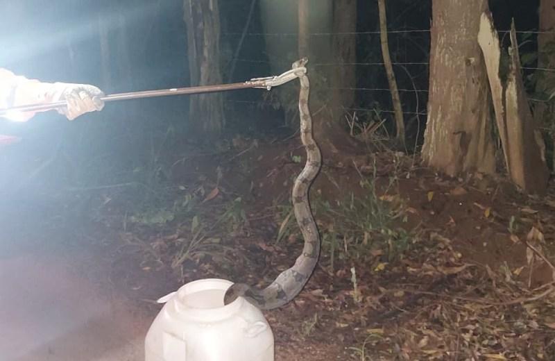 Bombeiros capturam jiboia em quintal de resid�ncia em Guaran�sia