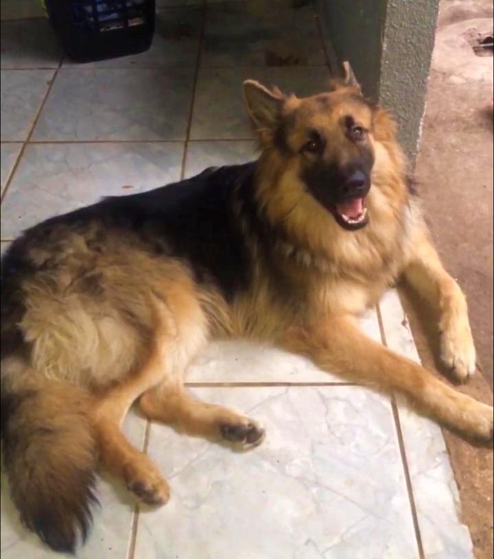 Fam�lia do Jardim S�o Judas pede ajuda para reencontrar pastor alem�o desaparecido