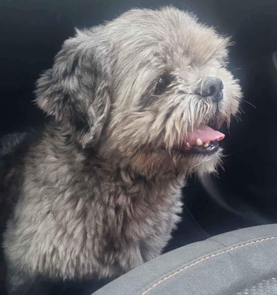 Animalzinho aparentemente perdido � acolhido entre o Parque do Lago e o Jardim Planalto