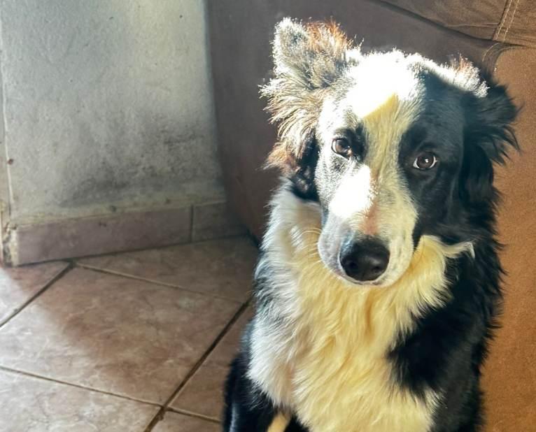 Fam�lia da Vila Campanha procura por animal desaparecido em Guaxup� 