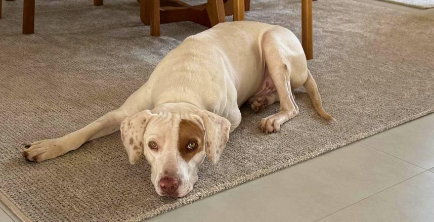 Fam�lia do Residencial Nova Floresta pede ajuda para reencontrar animal de estima��o 
