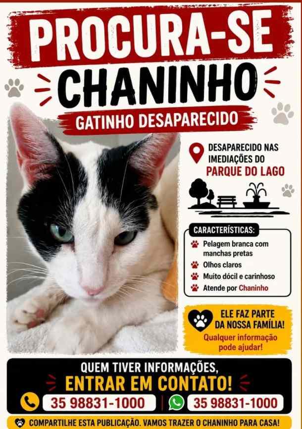 Ajude uma fam�lia do Parque do Lago a reencontrar seu gatinho de estima��o 