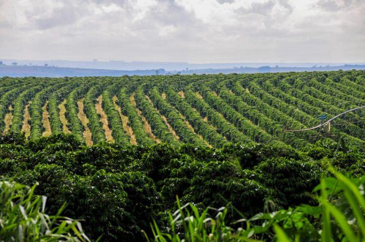 Clima e fisiologia vegetal entram no debate sobre a safra de caf�