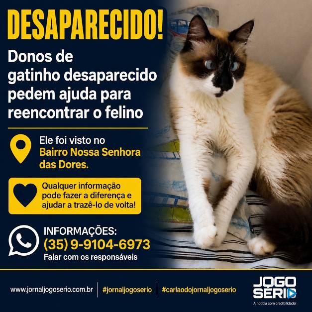 Donos de gatinho desaparecido pedem ajuda para reencontrar o felino 