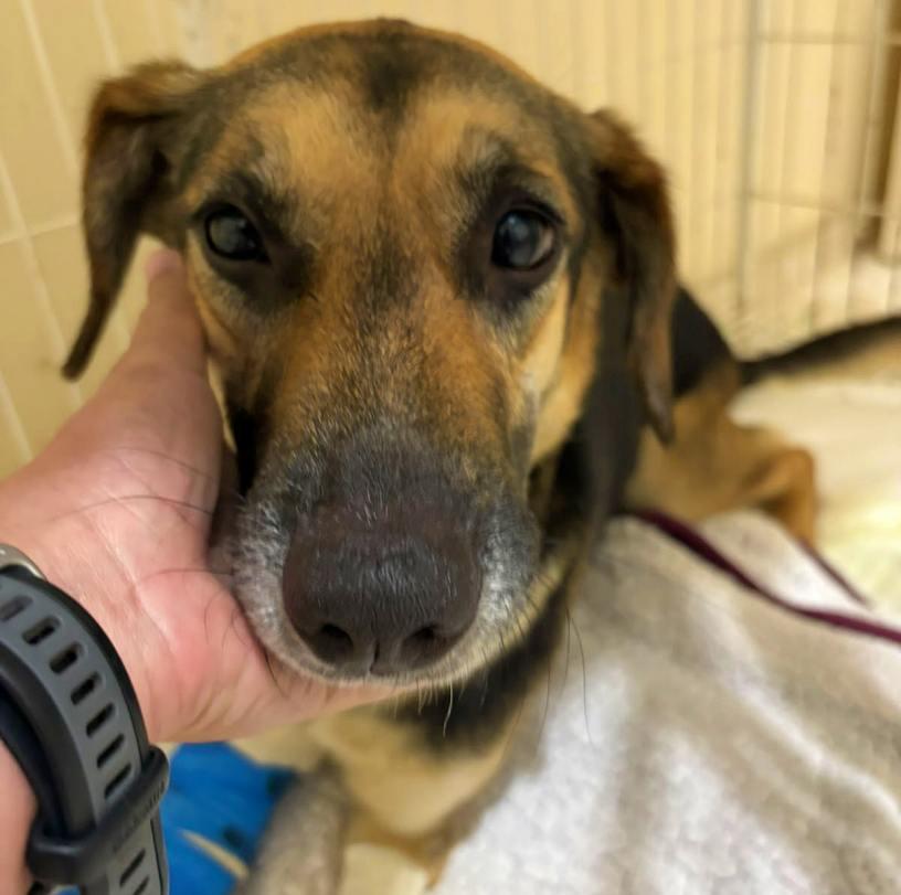 Dra. Fernanda, da Clinic�o, realiza cirurgia ortop�dica bem sucedida em cachorrinha atropelada na cidade de Guaxup�