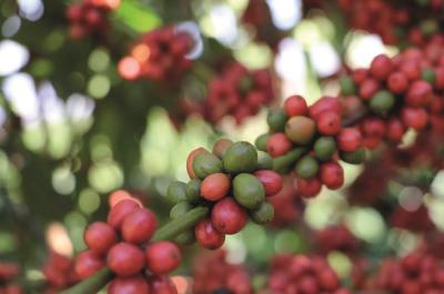 Preço de venda do café supera a inflação nos custos de produção