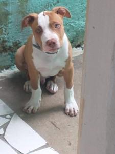 Família do Jardim Planalto pede ajuda para recuperar cachorro desaparecido
