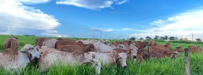 Operação combate sonegação fiscal no segmento de gado