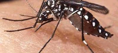 Guaxupé é classificado como município de médio risco para infestação do mosquito Aedes aegypti