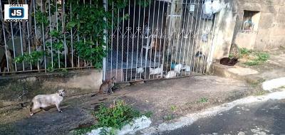 Guaxupeana já não aguenta mais tantos felinos abandonados na porta de sua casa