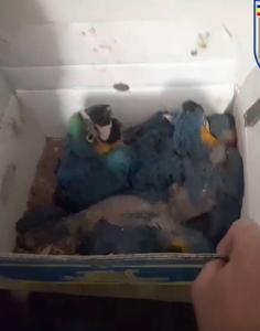 Homem é detido pelo transporte de 70 aves da fauna silvestre