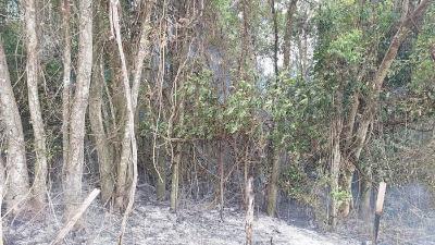 Dois incndios florestais em Guaransia com priso de autor