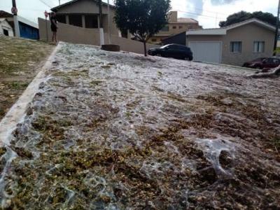 Fenmeno produzido por caros transforma o cenrio da Praa dos Estudantes