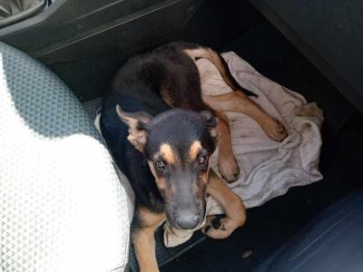 Cidadão socorre cachorro atropelado num caso de parceria com ONG e o poder público guaxupeano