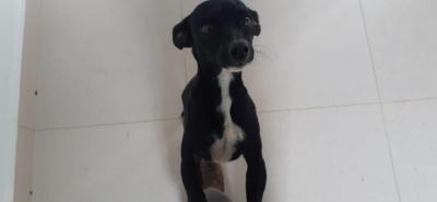 Cachorrinha perdida est disponvel para os donos na Comunidade Chico Xavier