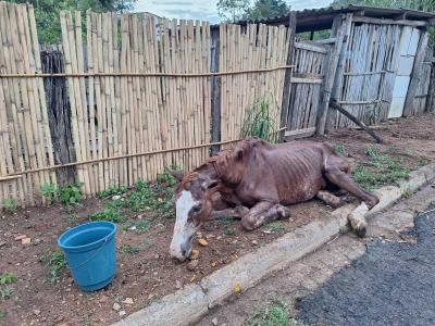 Cavalo doente agoniza na Vila Progresso e proprietária pede ajuda para salvar sua vida